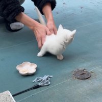 子猫を保護