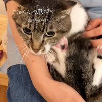 カメラ目線の猫