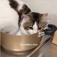 鍋に入る猫