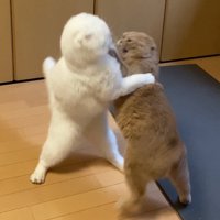 後ろ足で立ち上がって、前足でお互いに掴みかかる2匹の猫