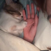 顔をなでられる猫