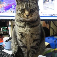 キーボードの上でこちらを見つめる猫