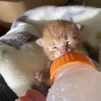 ミルクを飲む子猫