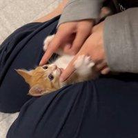 触られる猫