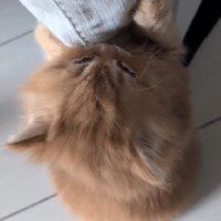 もふもふな猫