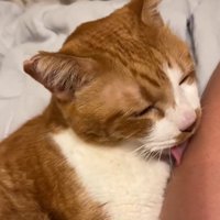 舐める猫