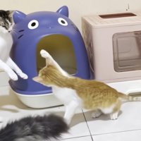 右前足を振り上げる子猫