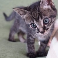 見つめる子猫