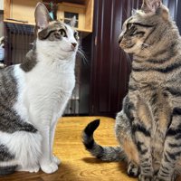 向き合って座る2匹の猫