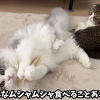ヘチマであそぶしろがね丸
