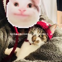 お揃いの手編みニット帽をかぶったママに抱っこされるキジ白猫