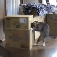 猫と段ボール