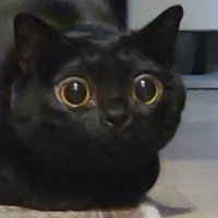 瞳孔を大きく開いた猫（アップ）
