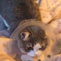 エリカラを着けた猫（いってあげるニャ）