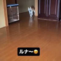 家の奥から顔を出している柴犬
