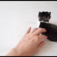 人の手と遊んでいる子猫