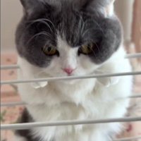 洗濯物干しの上にいる猫