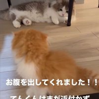 茶白の猫の前でお腹を見せて横になるグレー白の猫