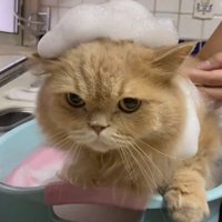 頭に泡を乗せられたミヌエット