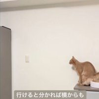 棚の上に座り冷蔵庫を見ている猫