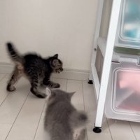 威嚇する子猫と驚く子猫