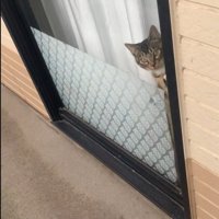 窓から覗く猫