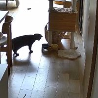 猫とごはん皿