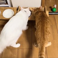 並んでご飯を食べている2匹の猫