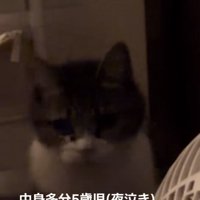 ママに向かって歩くキジ白猫