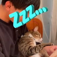 男の子の腕の中で眠る猫