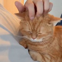 人のおなかに乗る猫