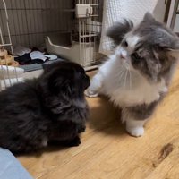 ケンカする2匹