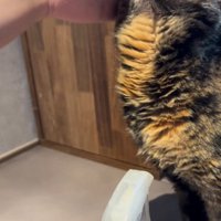 なでられる猫