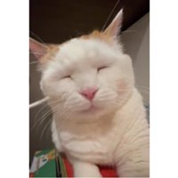 目をつぶる猫