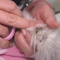 猫の爪のアップ