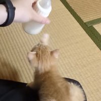 ママが冷ますミルクを追い掛ける赤ちゃん猫