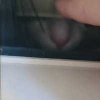 郵便受けから出てくるミックス猫の鼻