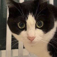カメラ目線の猫