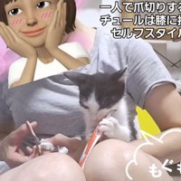 子猫の爪切りをする女性