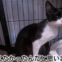 ケージの中で座る猫