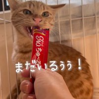 振り返る猫