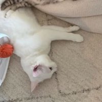 クッションと猫