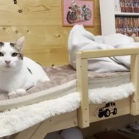 ベッドの上からこちらを見る豆大福くん