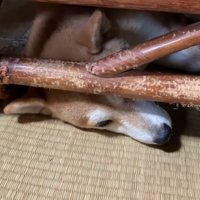 寝転がる犬
