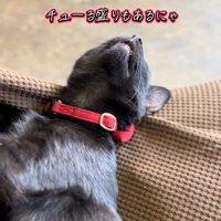 上を向いて寝る猫