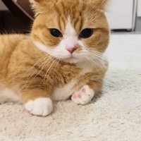 イカ耳で横になるマンチカン