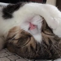 キーボードの上で眠る猫