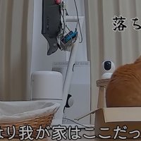 隣の段ボール箱に入る猫