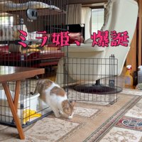 ケージから出てきた猫
