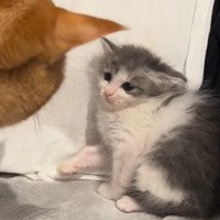 茶トラ猫に警戒する子猫